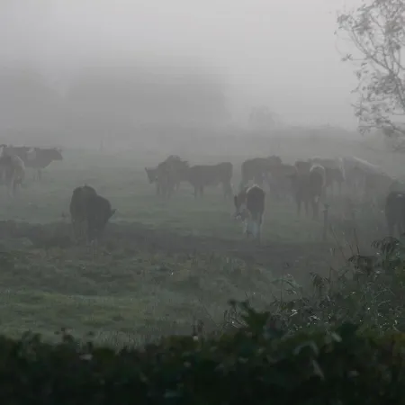 Dom wakacyjny Reetdachhaus-poppenbuell *